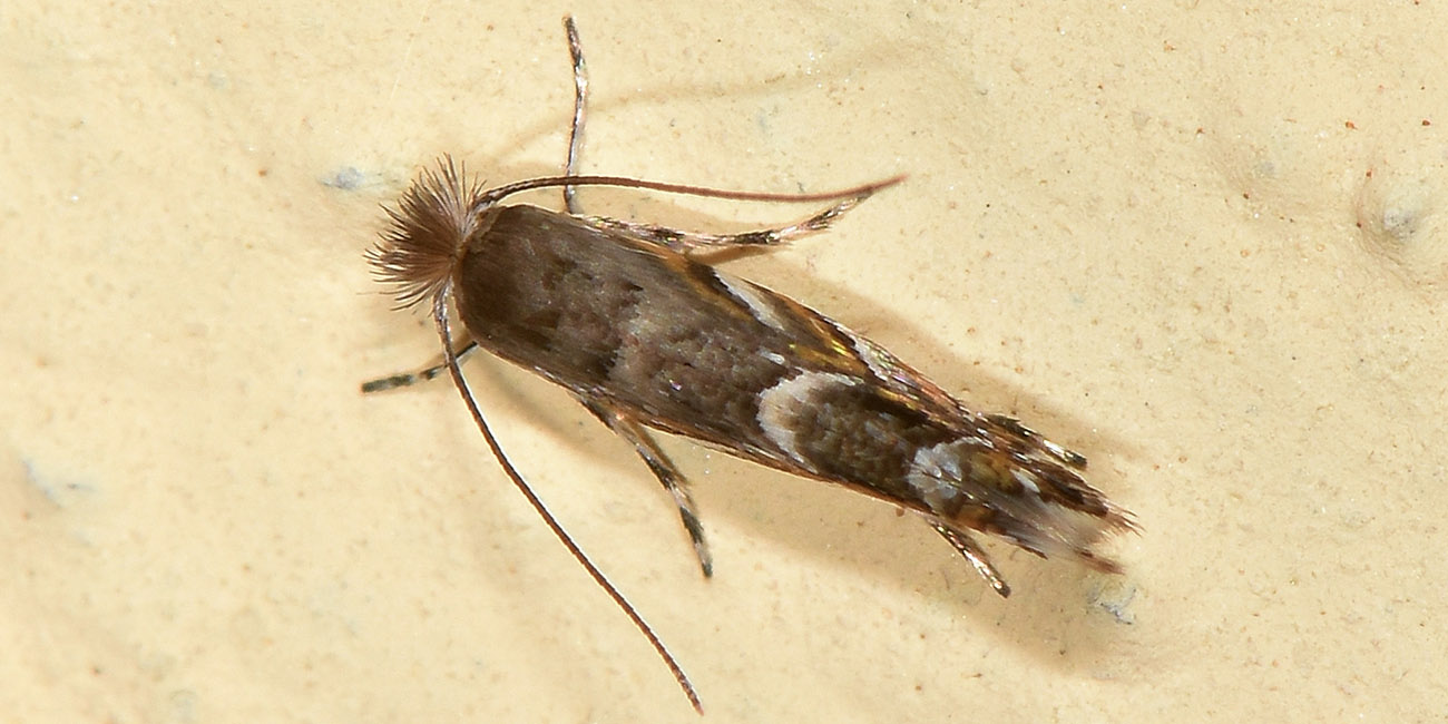 Gracillariidae: Phyllonorycter robiniella?